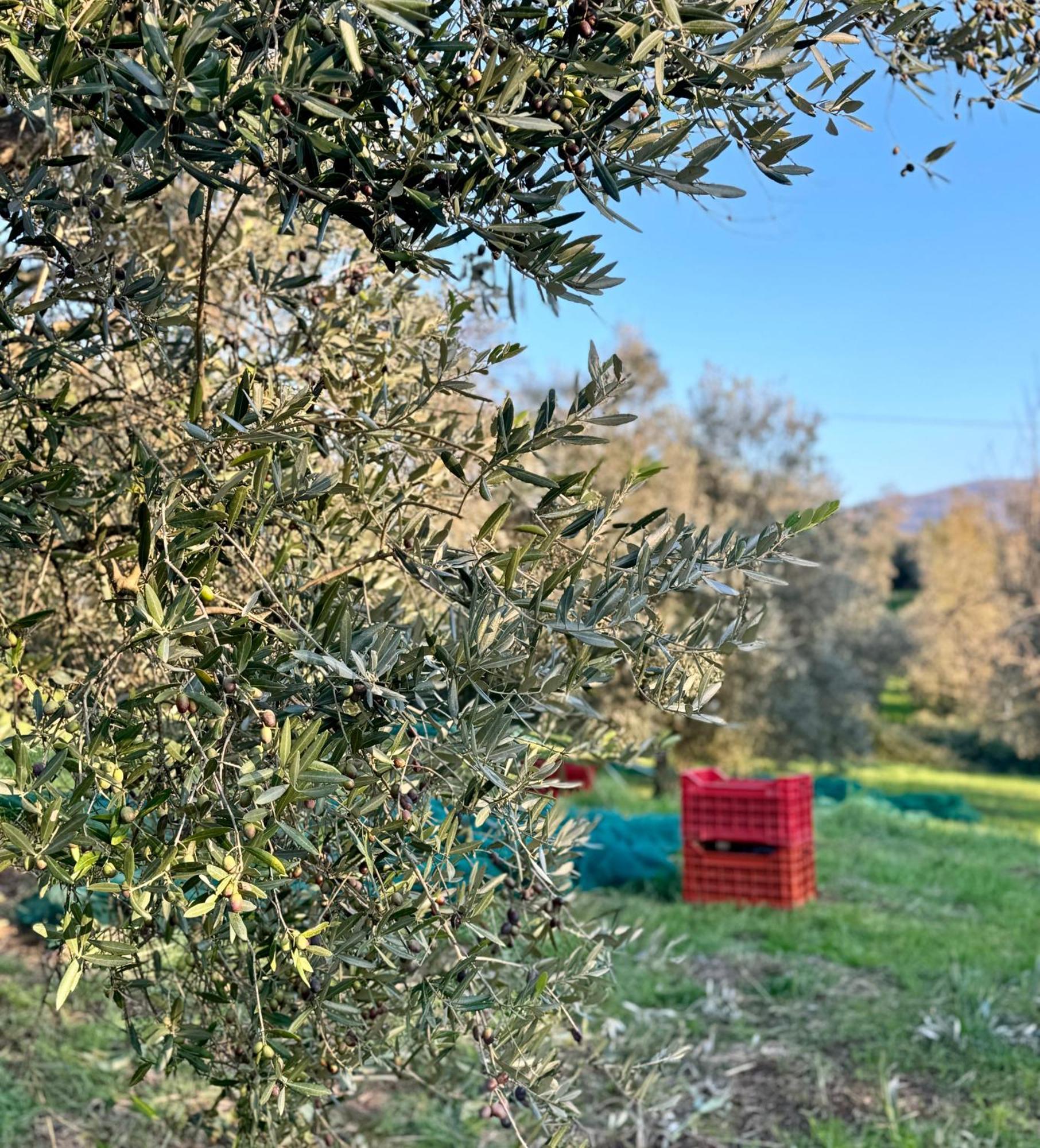 Podere Il Casone Serravalle Pistoiese Exterior foto